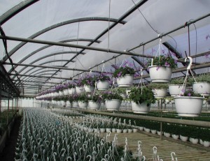 Potted plants in Greenhouse