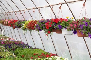 Greenhouse hanging potted flowers