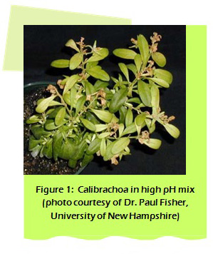 Figure 1: Calibrachoa in high pH mix