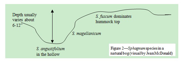 Figure 2 - Sphagnum species in a natural bog