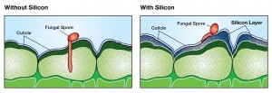 Silicon reinforces plant’s defense system both physically and chemically. Physically, solidified silicon deposits just below the leaf surface increase the resistance to penetration by fungal spores and insects. 