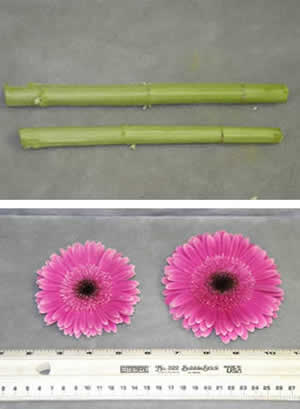 Though silicon effects often become more evident under stress conditions (that is, no stress = no effect), sometimes silicon effects become apparent even under normal conditions, as here, showing improved horticultural qualities like sturdy thick stems and large Class I flowers. (Photos courtesy of Todd Cavins).