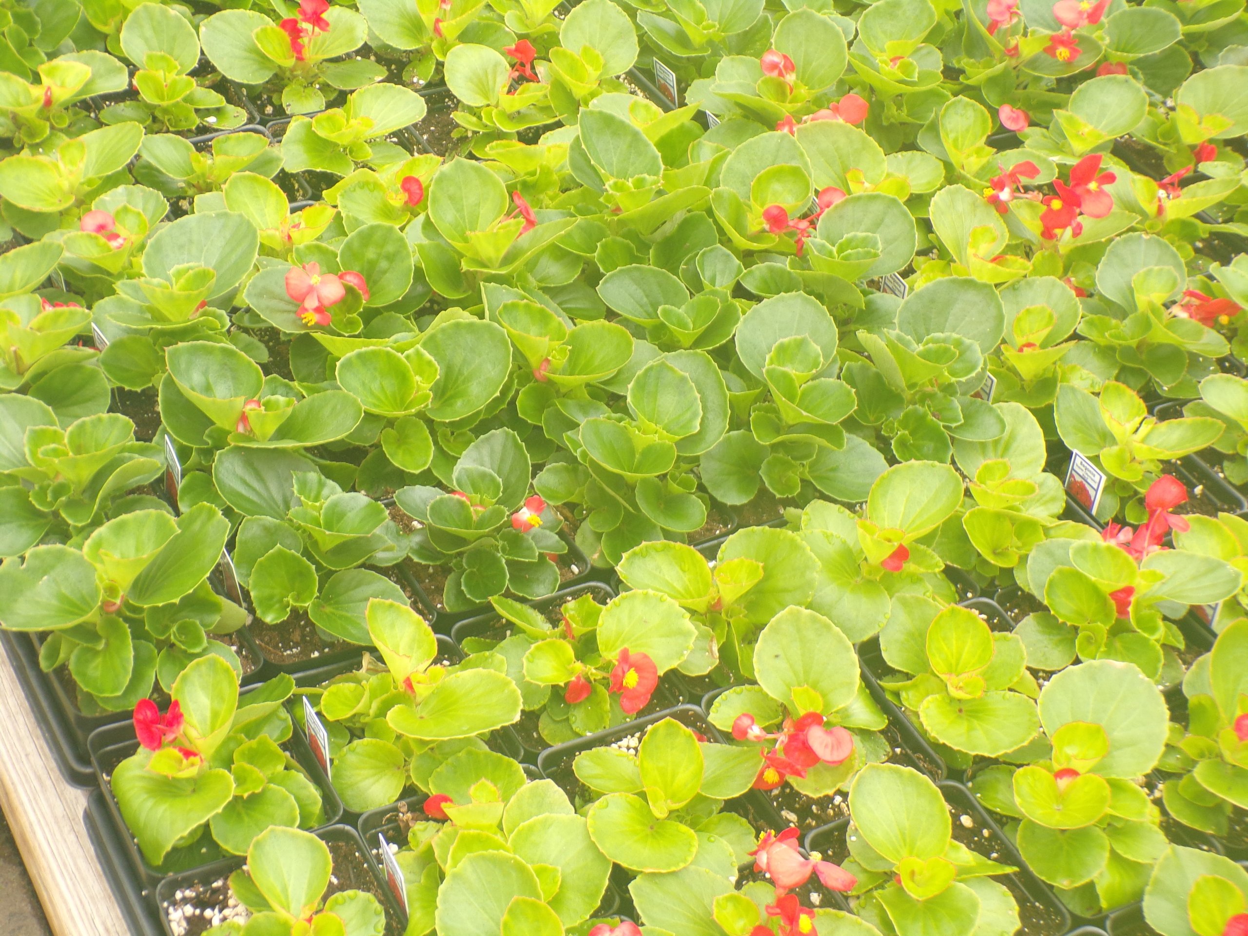 Nutrient Deficiency Symptoms