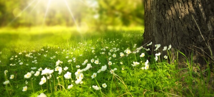 White flowers and grass beside a tree trunk on a sunny day
