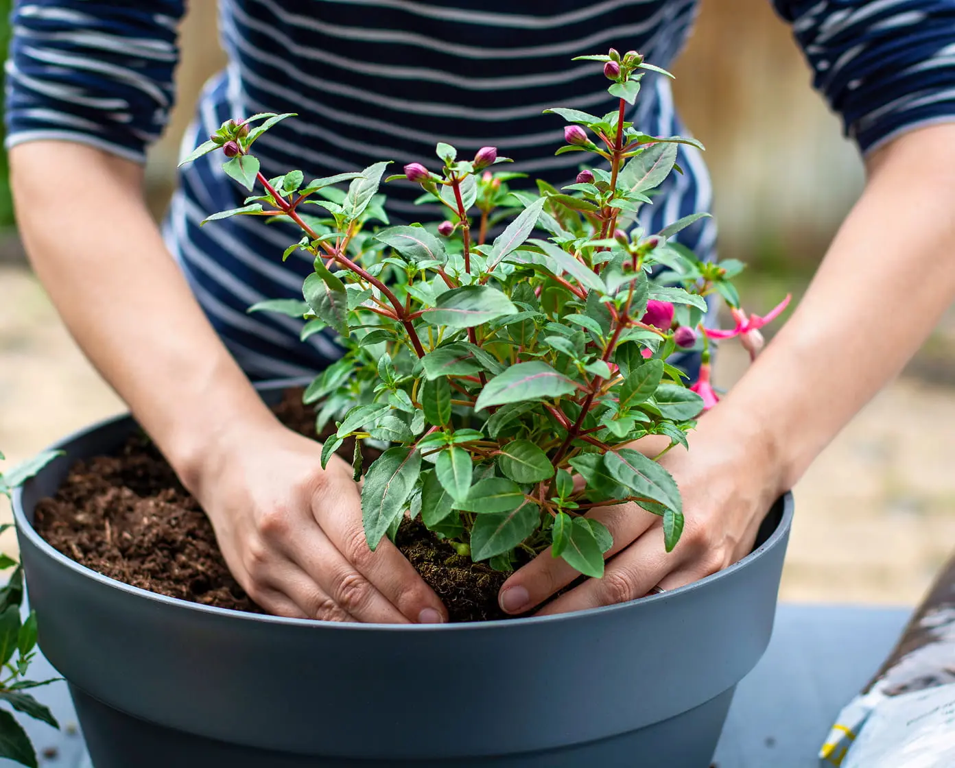 Close-up of hands potting a pink-budded fuchsia plant with green leaves into a grey container for container gardening