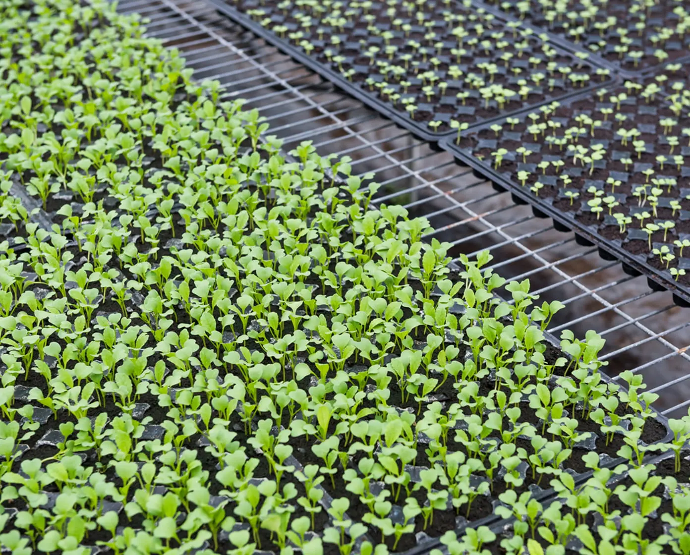 Bright green vegetable seedlings growing densely in black propagation trays on greenhouse metal benches, ready for transplant