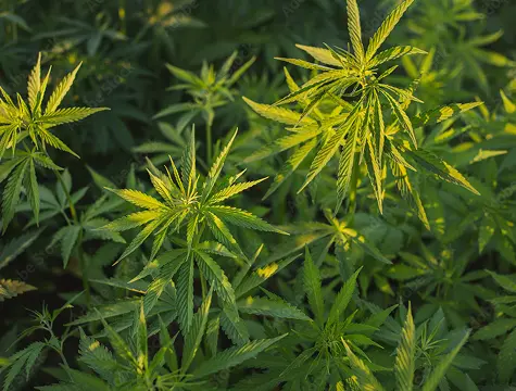 Cannabis