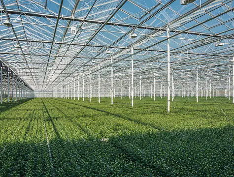 Greenhouse