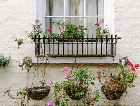 Hanging baskets and window boxes