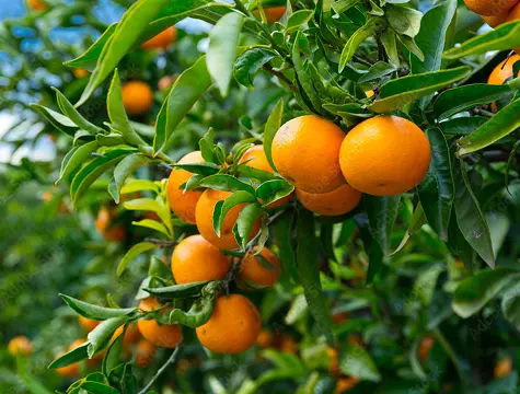 Close-up of ripe oranges growing on a tree branch