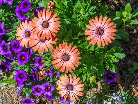 Flowers (perennials)