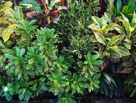 Houseplants