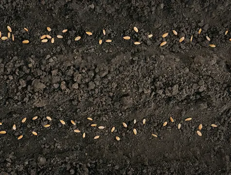 Seeds or Cuttings