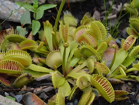 Specialty Plants