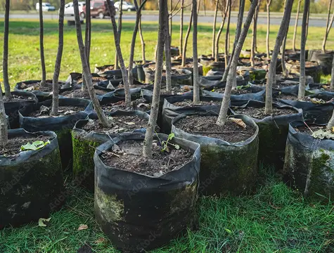 Trees & Shrubs