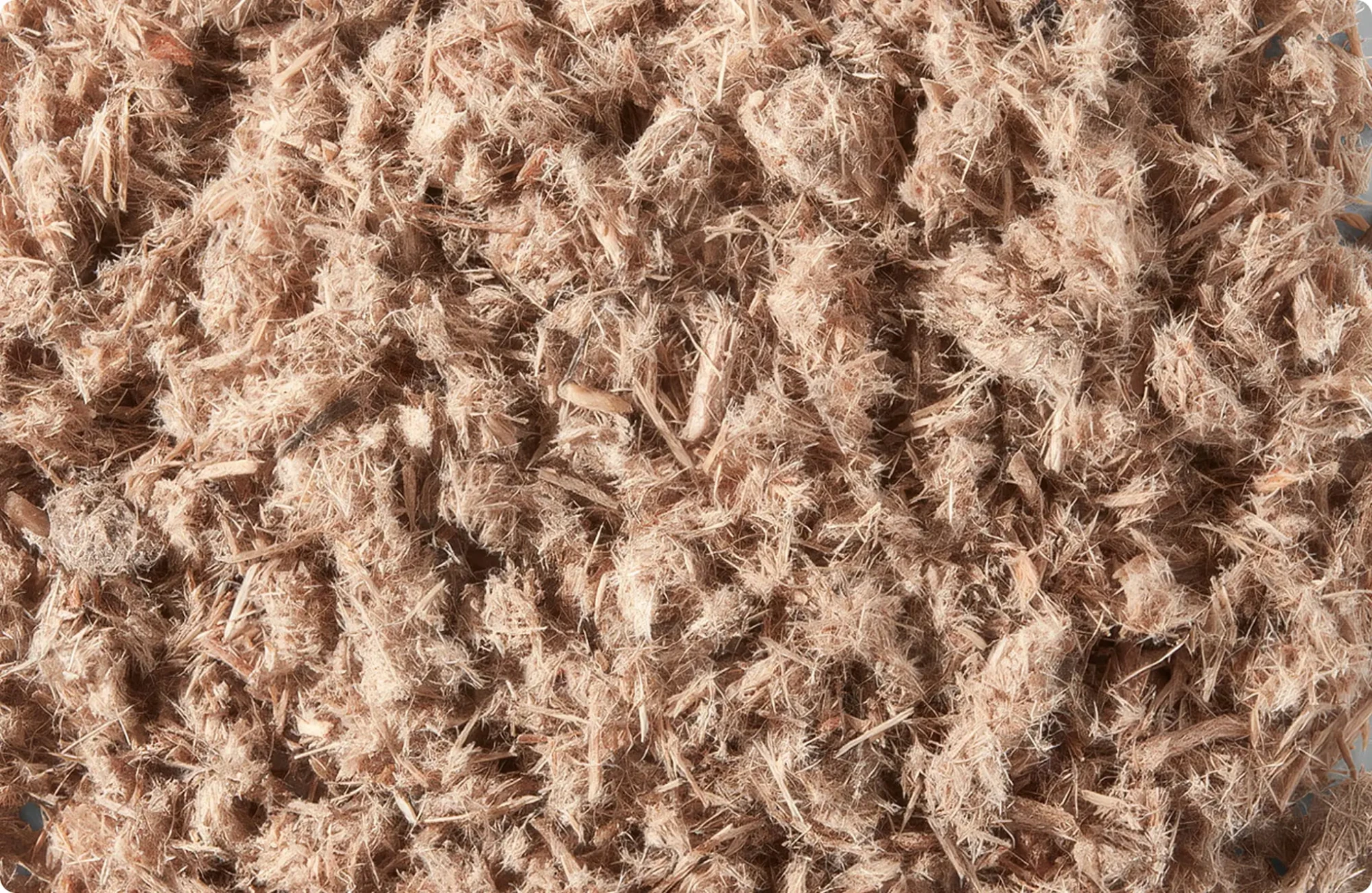 Close-up of Sungro