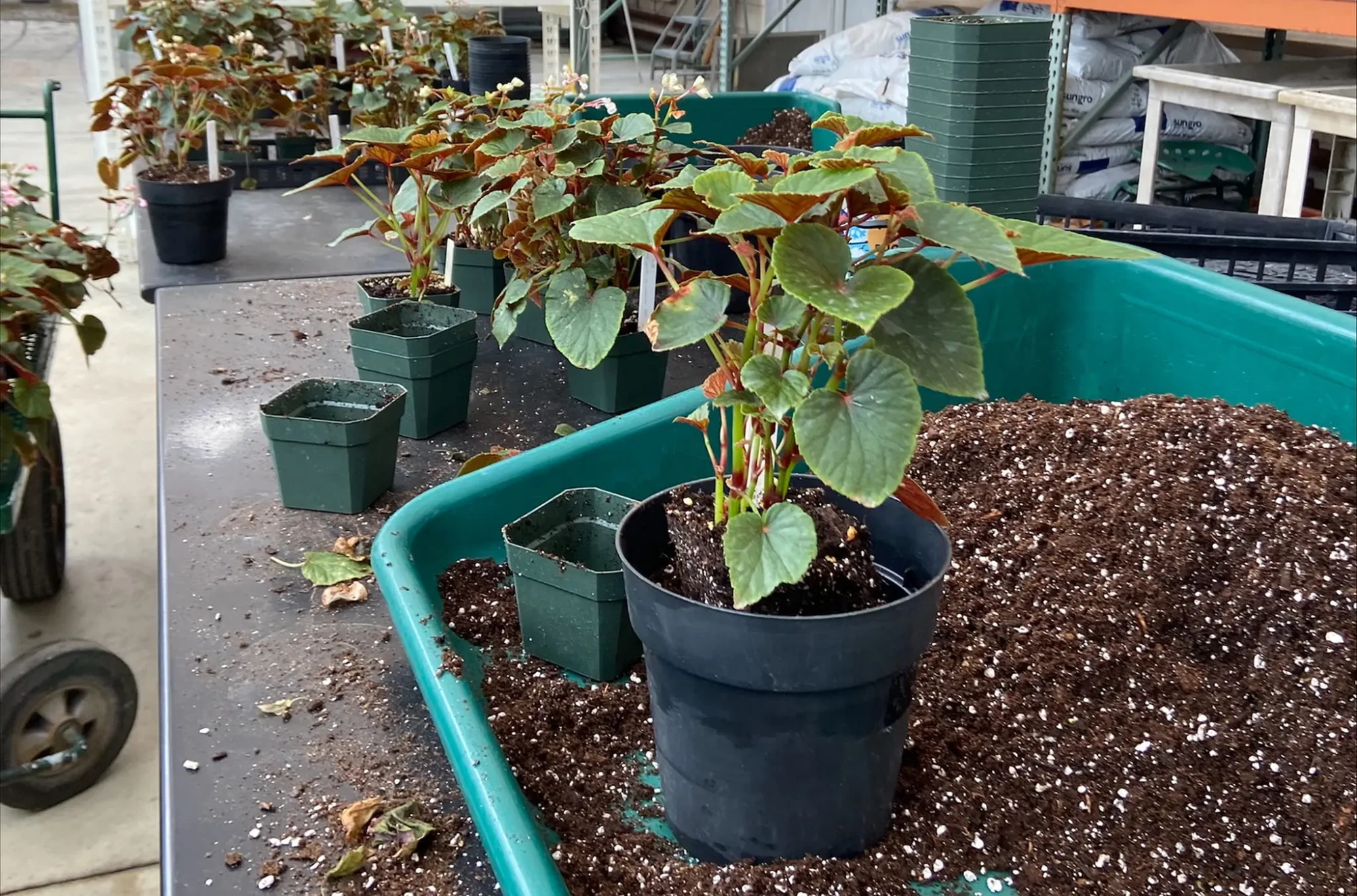 Begonia liners in black pots on a potting bench with green trays and loose potting mix in a nursery