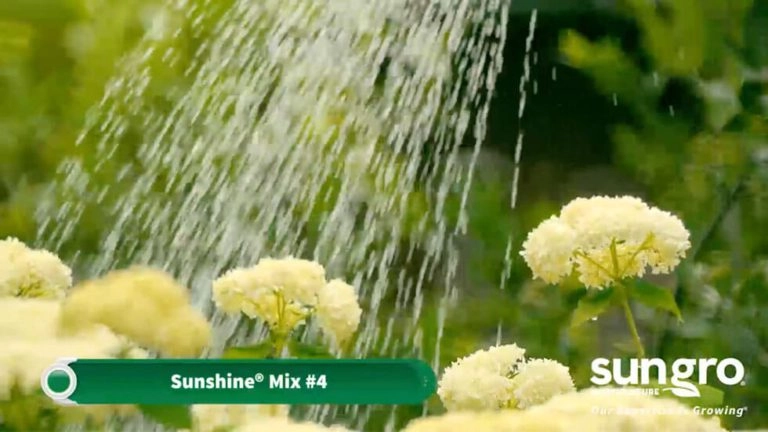 Blooming white flowers in garden being watered