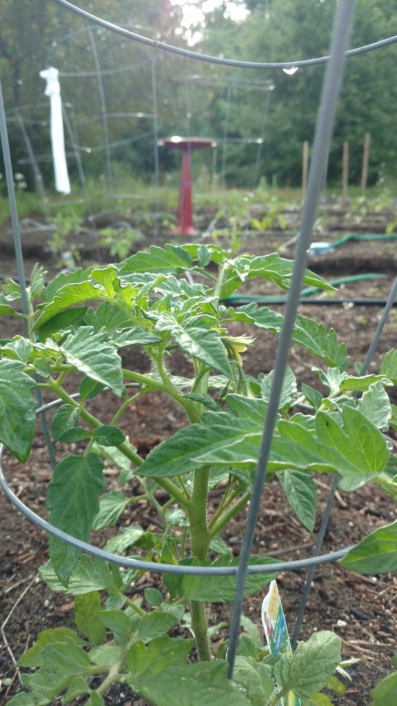 Un plant de tomate luxuriant dans notre jardin potager PAR de 2016