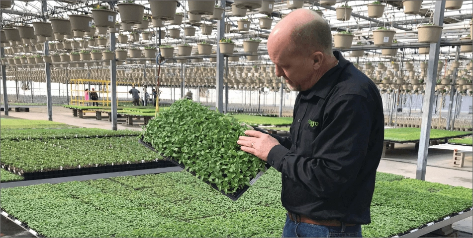 Sun Gro employee inspecting seedling trays in a greenhouse under hanging pots to demonstrate media trials and plant health