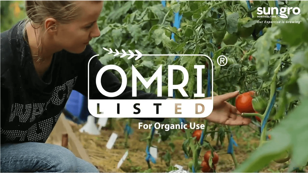 Woman harvesting ripe tomatoes in a greenhouse using Sunshine® Advanced Mix #4 OMRI Listed potting mix for organic gardening