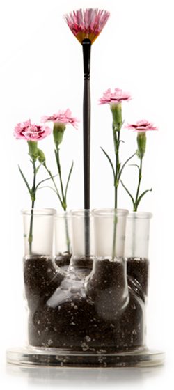 Carnations