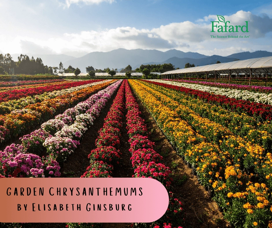 Vibrant rows of garden chrysanthemums in a nursery field below mountains, illustrating Ginsburg’s gardening tips article