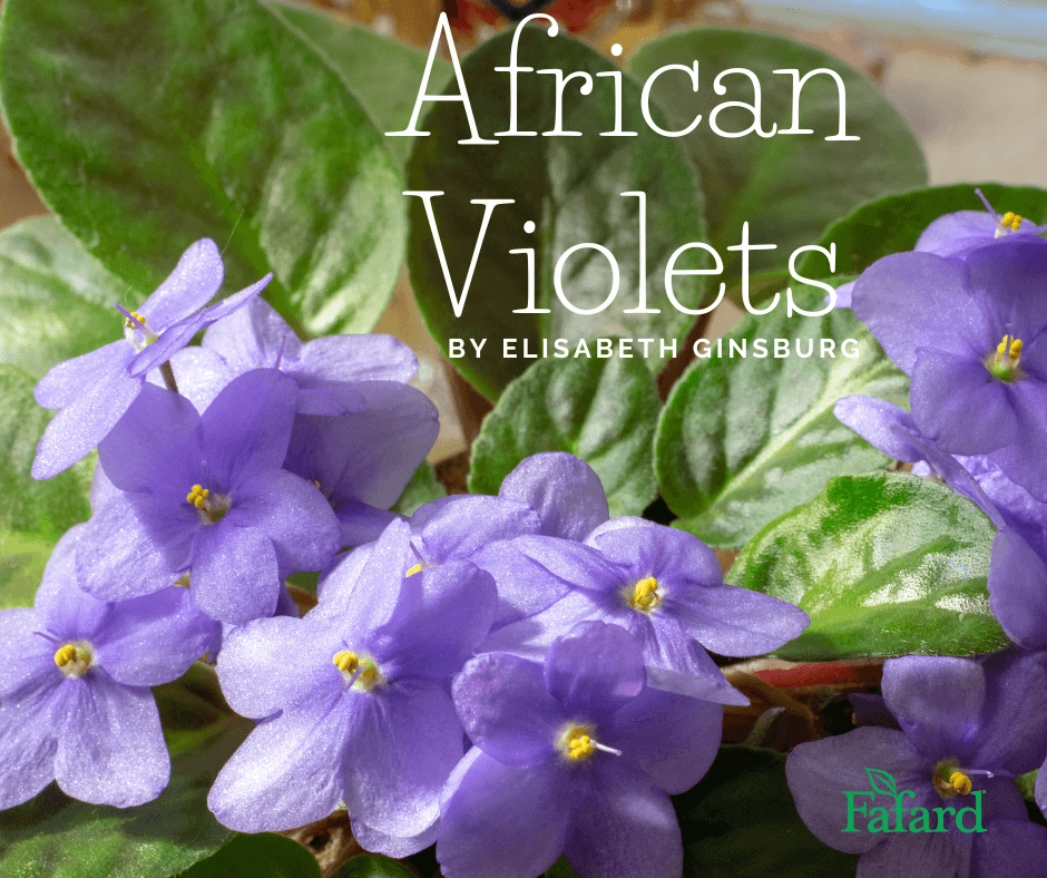 Close-up of purple African violet blooms and fuzzy green rosette leaves on a potted houseplant for growing tips article