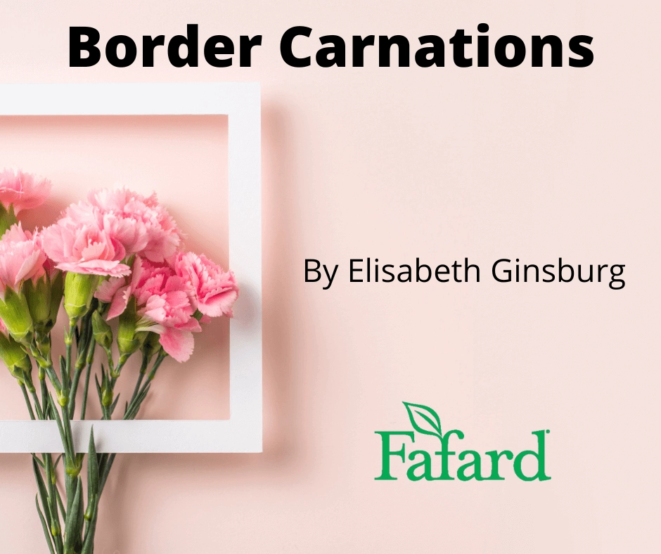 Pink border carnations arranged in a white frame on a pale pink background with “Border Carnations” and author credit