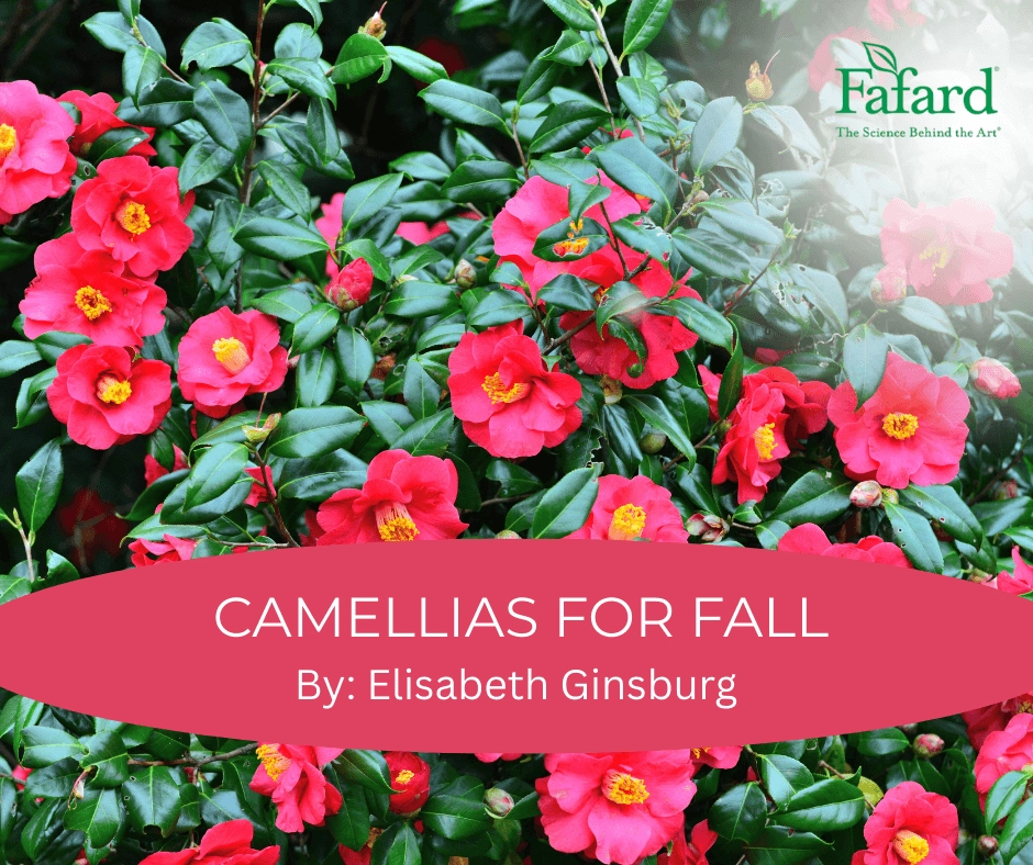 Close-up of bright pink sasanqua camellia shrub with glossy green leaves and yellow centers, titled "Camellias for Fall"