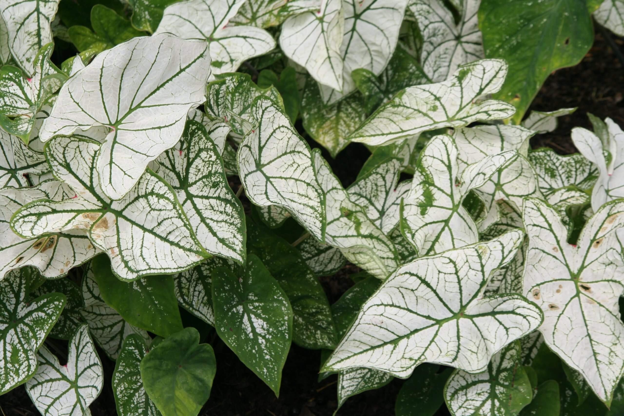 Caladium candidum