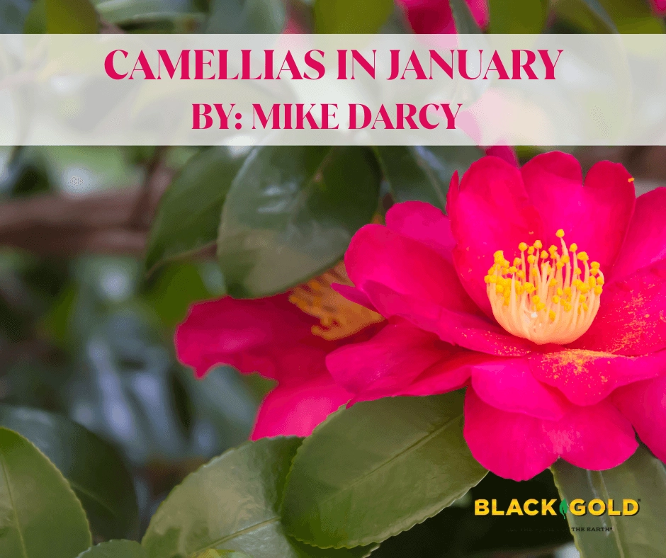 Bright pink Camellia sasanqua bloom with yellow stamens and glossy green leaves showcasing winter garden color