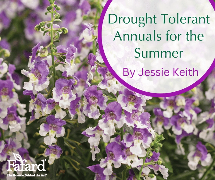 Drought Tolerant Annuals for the Summer article image showing purple-and-white angelonia blooms with Fafard logo and title