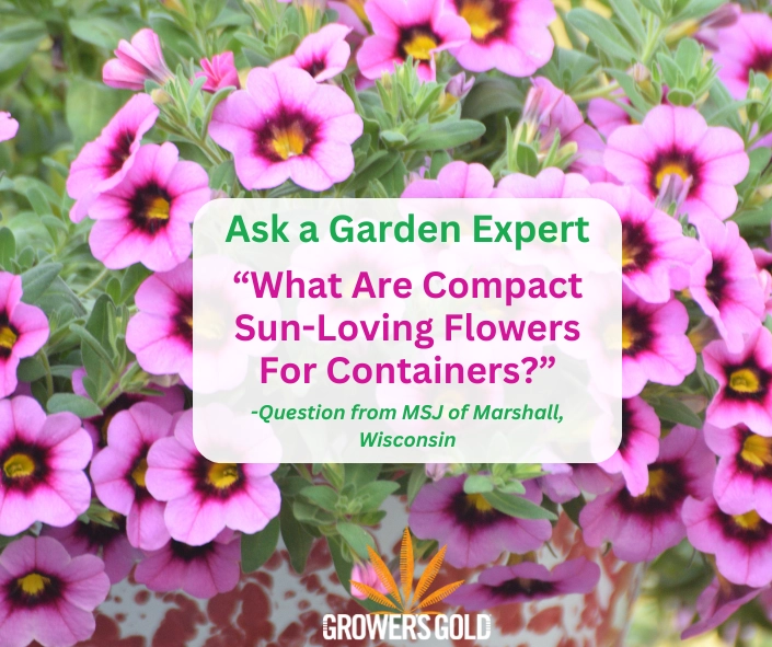 Pink calibrachoa and petunia cluster with white overlay reading compact sun-loving flowers for containers