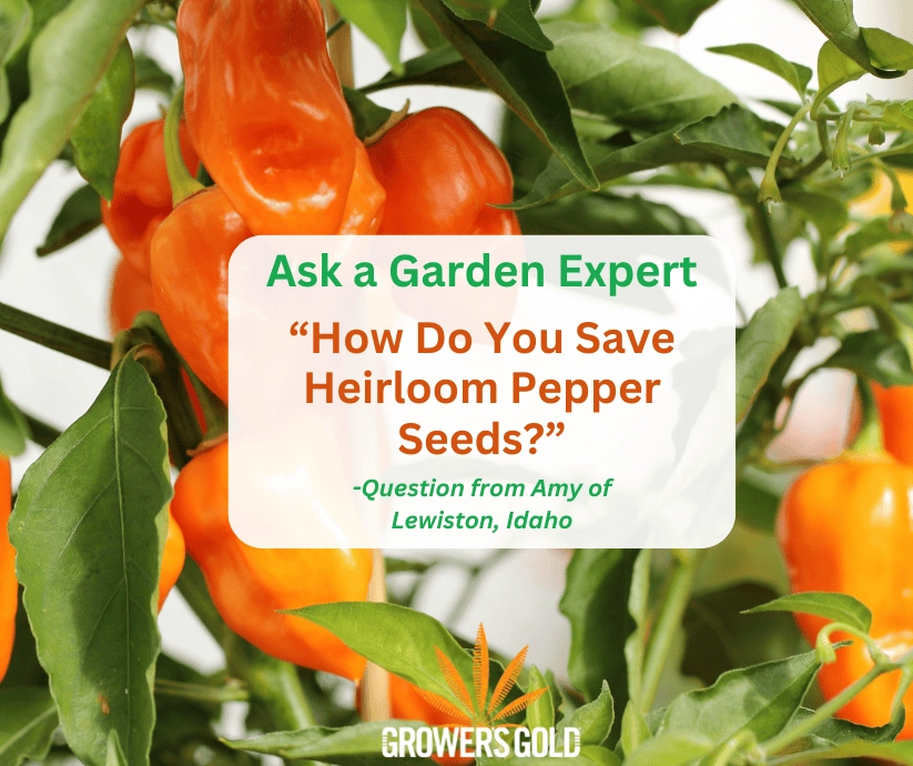Orange heirloom bell peppers clustered on a plant with green leaves and an overlay asking how to save seeds