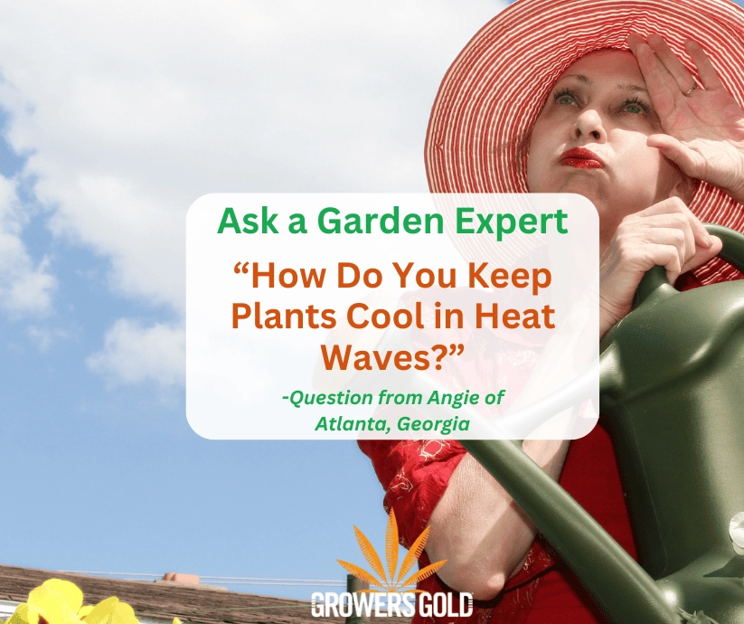 Woman in sun hat shading her eyes and holding a green watering can beside text asking how to keep plants cool in heat waves