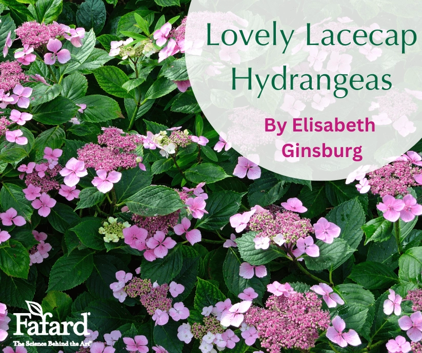 Close-up of pink lacecap hydrangea clusters and green foliage with "Lovely Lacecap Hydrangeas" title overlay and Fafard logo