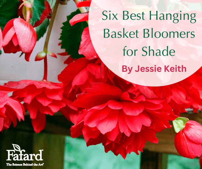 Vibrant red pendulous begonia blooms in a hanging basket with "Six Best Hanging Basket Bloomers for Shade" overlay