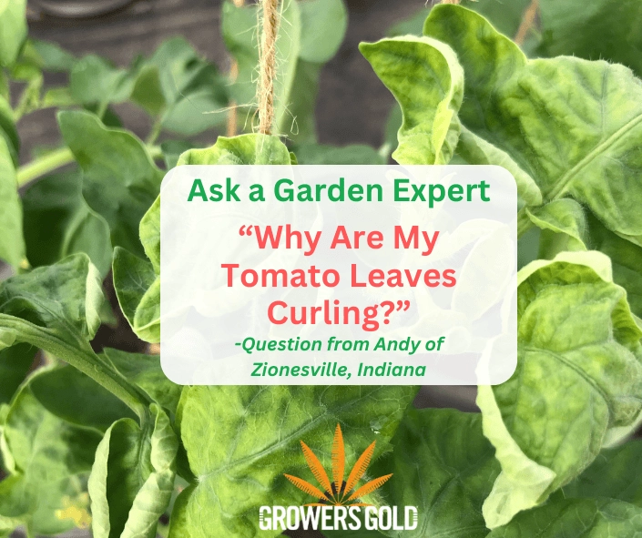 Close-up of tomato plant with upward curled green leaves showing physiological leaf curl stress on vine
