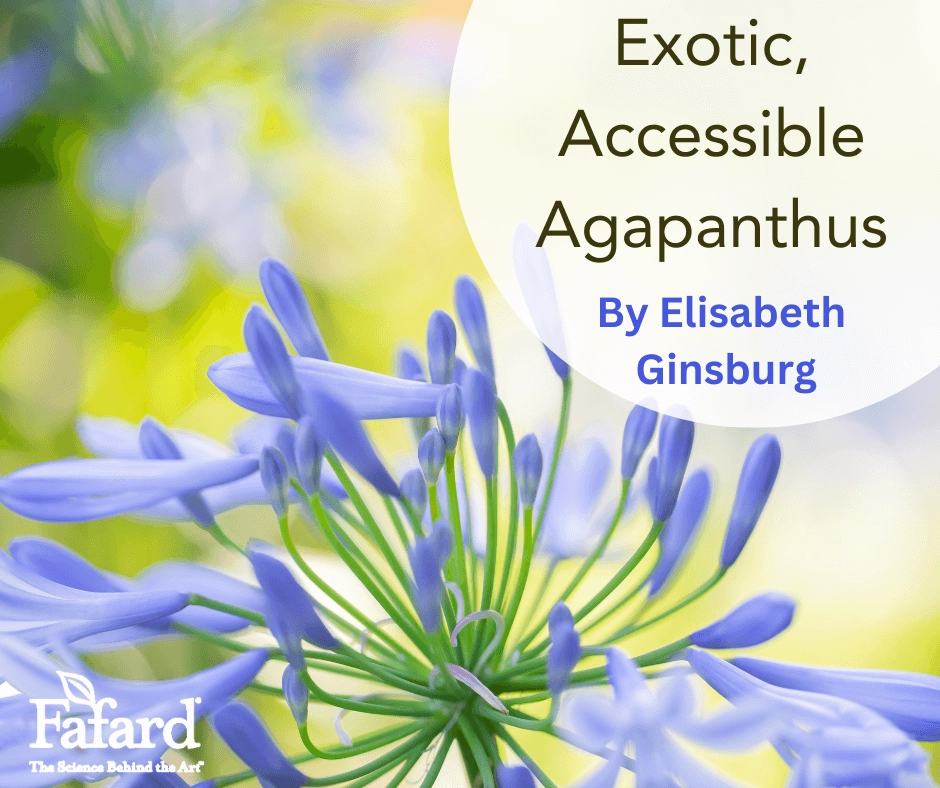 Close-up of blue agapanthus bloom with blurred yellow-green bokeh and the title "Exotic, Accessible Agapanthus"