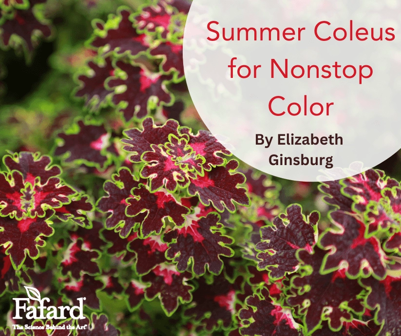 Maroon coleus leaves edged in lime green with ruffled margins and "Summer Coleus for Nonstop Color" overlay