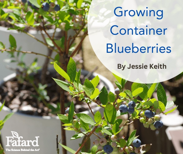 Potted compact blueberry shrubs with ripe berries and green leaves, image for Growing Container Blueberries article