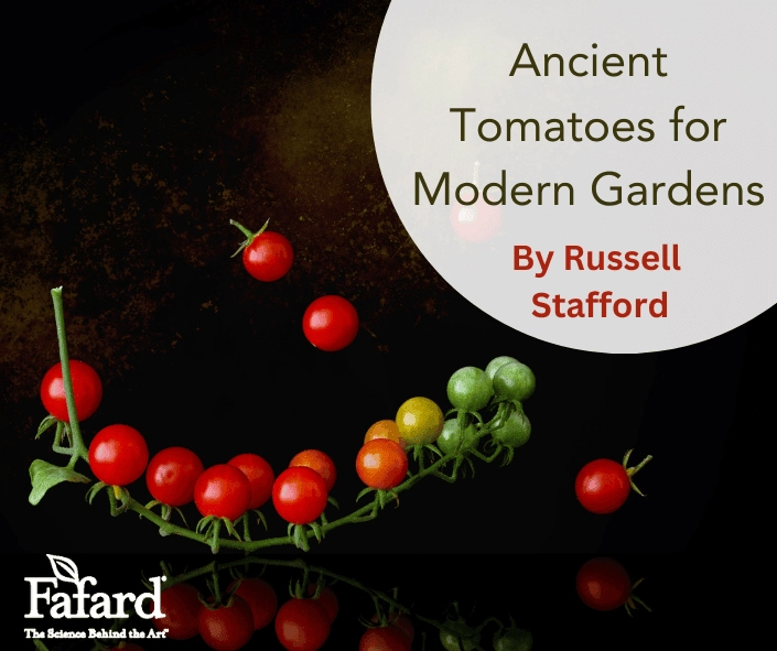 Ripening currant tomatoes on a vine with "Ancient Tomatoes for Modern Gardens" title and Fafard logo by Russell Stafford