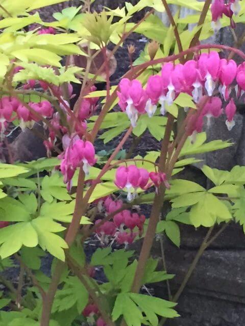 Gold Heart Bleeding Heart