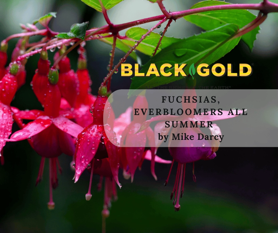 Close-up of red fuchsia flowers with raindrops, Black Gold logo and "Fuchsias, Everbloomers All Summer" overlay