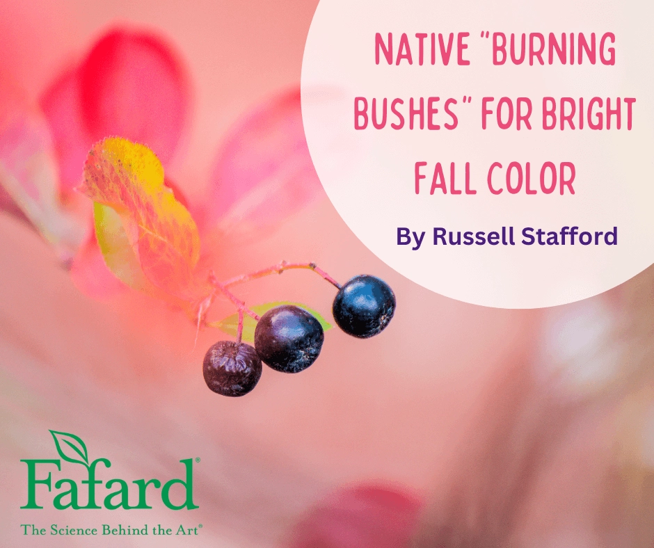 Close-up of black chokeberry berries with pink-orange fall leaves and article title overlay about native burning bushes