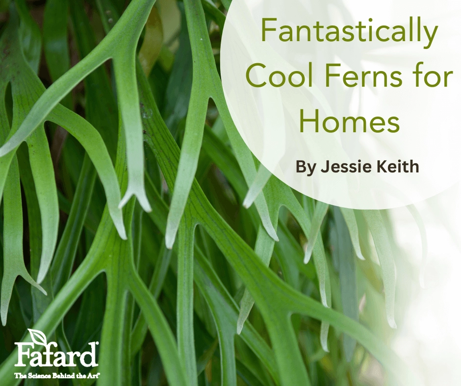 Close-up of green staghorn fern fronds with white circular title overlay "Fantastically Cool Ferns for Homes" and Fafard logo