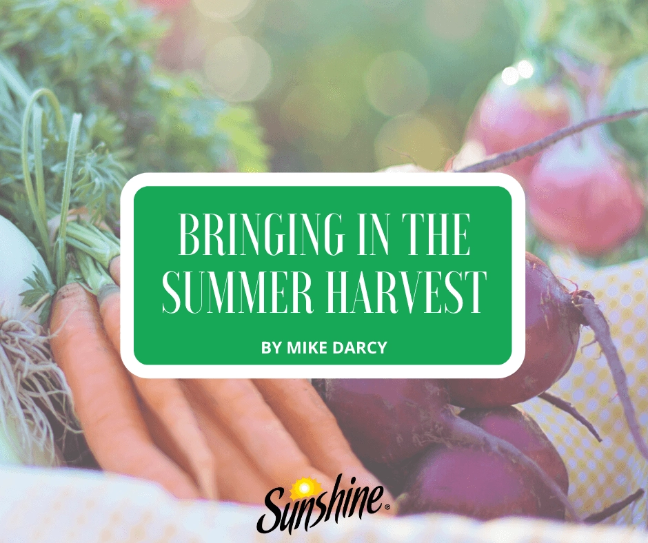 Bunched carrots and beets beside a green "Bringing in the Summer Harvest" title card on a gardening tips article