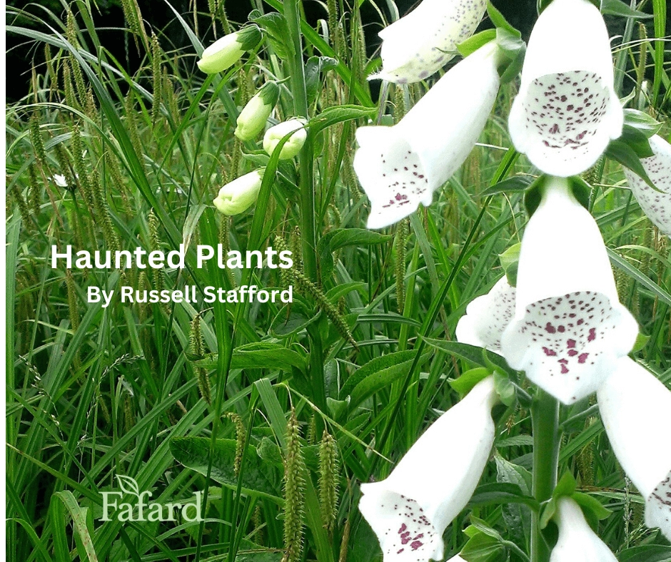 Close-up of speckled white foxgloves in grassy haunted-plants garden, cover photo for Haunted Plants by Russell Stafford