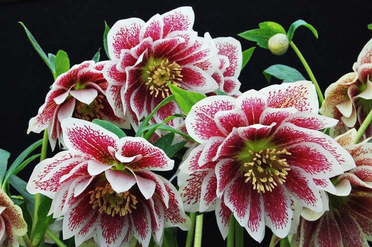 Double Painted Hellebore